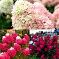 Комплект з 3-х волотистих гортензій різних сортів в контейнері