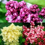 Комплект з 3-х бузків різних сортів в контейнері