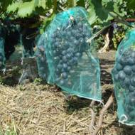 Сітка для захисту грон винограду (28х40 см)