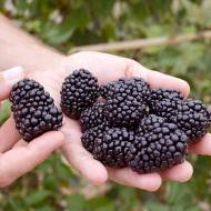 Комплект з саджанців ожини Блек Меджік