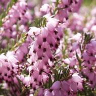 Саджанець Еріка дарлеєнська Darley dale в контейнері