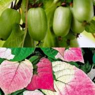 Комплект з двох актинідій коломікта в контейнері