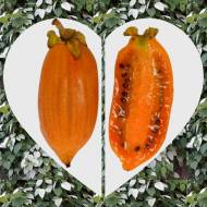 Комплект из двух актинидий полигама в контейнере