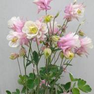 Аквілегія Петіт Сот Пінк в контейнері