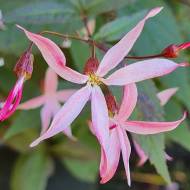 Саджанець Гіленія в контейнері