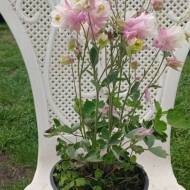 Саженец аквилегии Петит Сот Пинк в контейнере