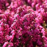 Саджанець Еріка дарлеєнська Kramer's rote в контейнері