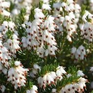 Саджанець Еріка дарлеєнська White perfection в контейнері