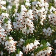 Саженец эрики дарлеенской White perfection в контейнере