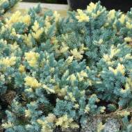 Саджанець Ялівець лускатий Golden Flame в контейнері