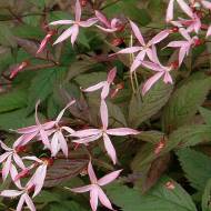 Саженец Гиления в контейнере