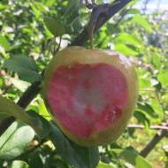 Саджанець Яблуня Пінк Перл (Pink Pearl)