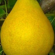 Саджанець Груша Даліссан (Dalisan)