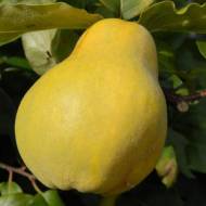 Саджанець Айва Чемпіон