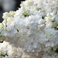 Саджанець Бузок Монік Лемуан