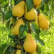 Саджанець Колоновидна груша Люсі