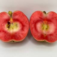 Саженец Яблоня Ред Сан (Red Sun)