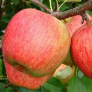 Саженец Яблоня Целеста (Celeste)