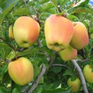 Саженец Яблоня Голден Парси да Роса (Golden Parsi da Rosa)