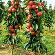 Саженец колонновидная Яблоня Легенда