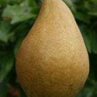 Саженец Груша Кон Корд (Con Cord)