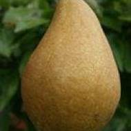 Саженец Груша Кон Корд (Con Cord)