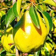 Саженец Груша Далиссан (Dalisan)