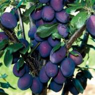 Саджанець Колоновиднa сливa Оскaр Плюс (Oscar Plus)