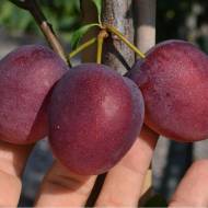 Саджанець Колоновиднa сливa Кромaнь