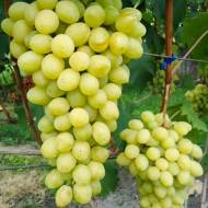 Саджанець виноград Слава Україні