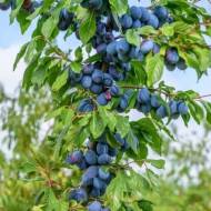 Саженец колонновиднaя сливa Оскaр Плюс (Oscar Plus)