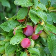 Саженец Сливa колонновиднaя Черрикос