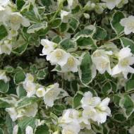 Саженец Жасмин чубушник Варьегата в контейнере