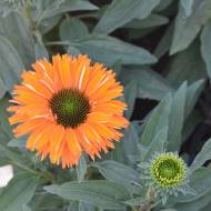 Саджанець Ехінацея Мінеола