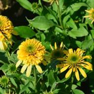Саджанець Ехінацея Лемон Дропс