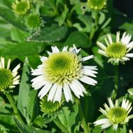 Саджанець Ехінацея Нуга