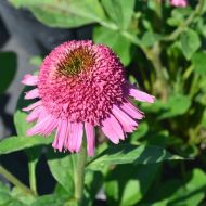 Саджанець Ехінацея Расбері трюфель
