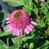 Саджанець Ехінацея Расбері трюфель