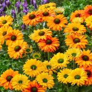 Саженец Эхинацея Минеола