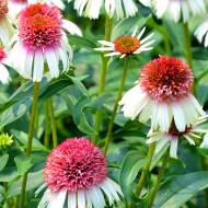 Саженец Эхинацея Расбери трюфель