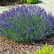 Саджанець Лаванда Платінум Ніко в контейнері