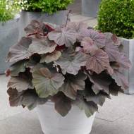 Саджанець Гейхера XXL в контейнері