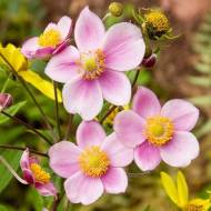 Саджанець анемона Робустіссіма в контейнері