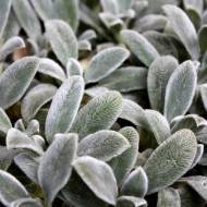 Саджанець Чистець Візантійський в контейнері