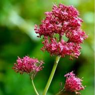 Саджанець Валеріана Лікарська Розенрот в контейнері