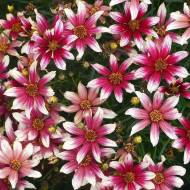 Саджанець Кореопсис Санстар Роз в контейнері