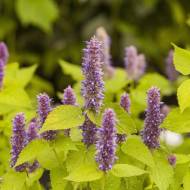 Саджанець Лофант анісовий Агастахе Голден Юбілеум в контейнері