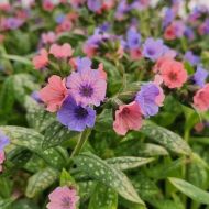 Саджанець Пульмонарія Пріті Пінк в контейнері