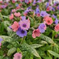 Саджанець Пульмонарія Пріті Пінк в контейнері