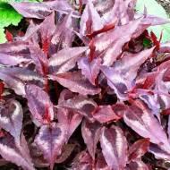 Саджанець Горець Ред Драгон в контейнері